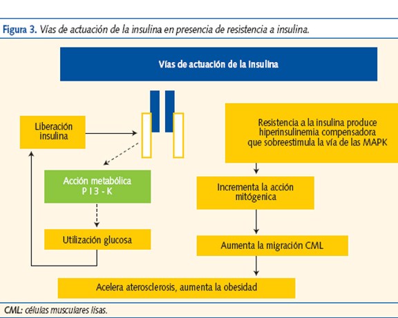 Figura 3. Vías de actuación de la insulina en presencia de resistencia a insulina.